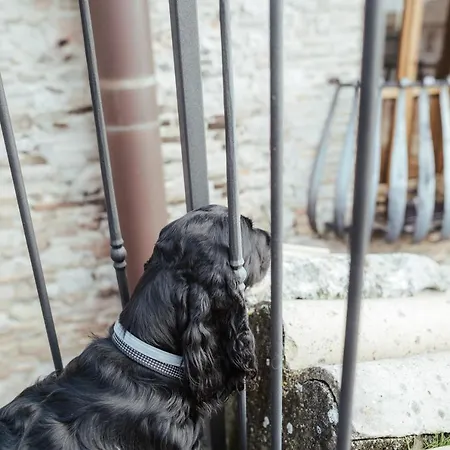 Chiama Ride The Beauty Asís